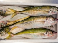 PESCA XXI (42)